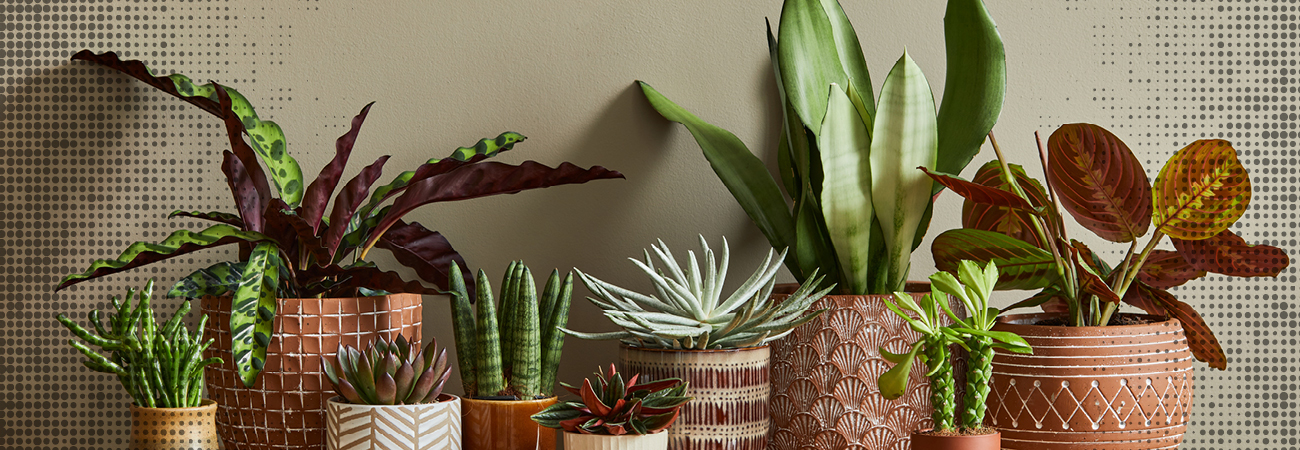 How To Grow Indoor Plants - Brickman's Ace Header