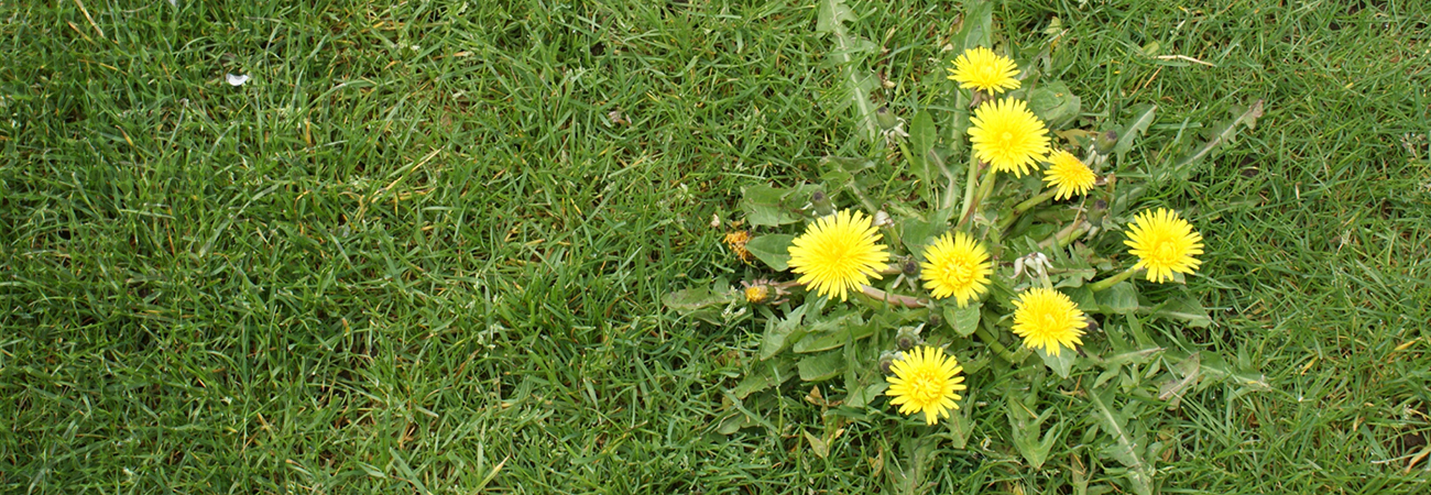 How To Stop Lawn Weeds - Brickman's Ace Header